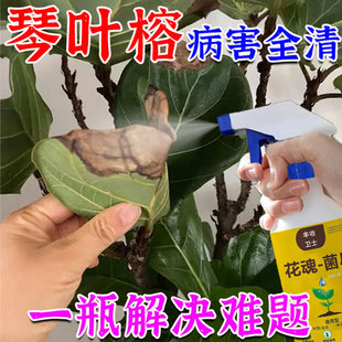 琴叶榕锈斑病药养护焦叶枯铁红黑斑炭疽褐斑点病肥料专用肥营养液