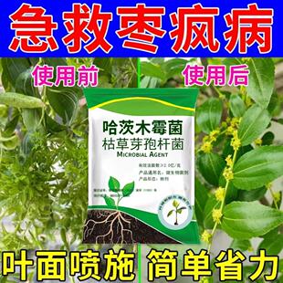 枣树专用药枣树小叶病枣疯病真菌感染锈病黄化枯萎落叶缩果裂果药