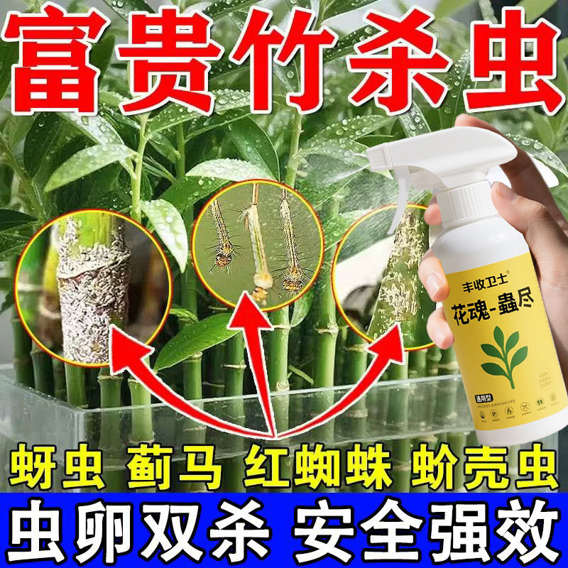 富贵竹杀虫剂水培植物杀虫火菌火红蜘蛛蚧壳虫白虱家用室内杀虫药