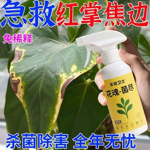 红掌病防治红掌叶子发黄干枯叶斑病枯萎病叶枯病黑斑病专用除菌剂
