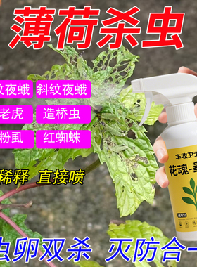 薄荷叶打虫药专用虫子飞虫除虫药叶虫长小黑飞白色虫小杀虫剂虫害