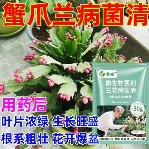 蟹爪兰急救发蔫软烂干瘪黄叶不开花壮根液体肥蟹爪兰营养液专用肥