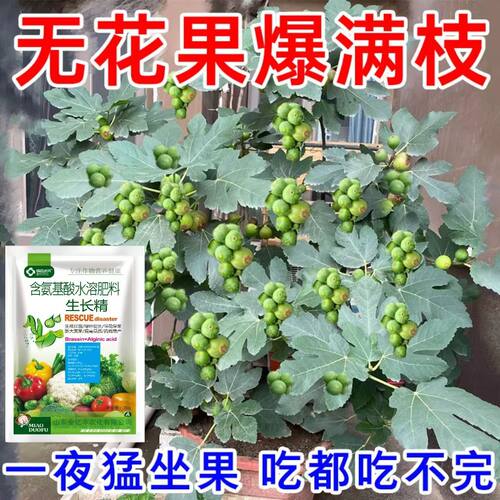 【90%好评率】无花果专用