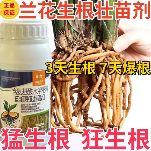 兰花爆根剂壮苗发芽生根粉兰花肥料强效生根液空烂根茎腐病营养液