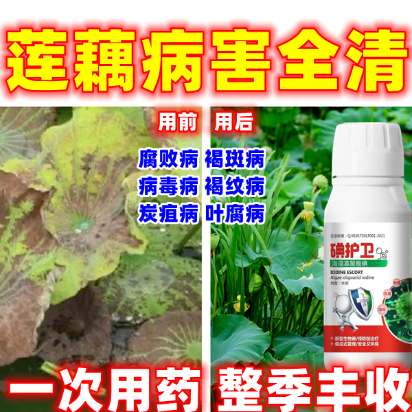 莲藕病全治莲藕杀菌剂病毒病褐纹微生物菌剂快速杀菌腐败病褐斑病