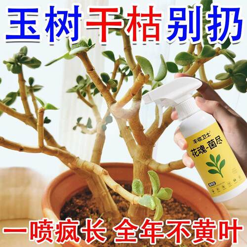 玉树肥料专用肥急救玉树叶子发黄黑斑病叶斑病盆栽玉树专用营养液