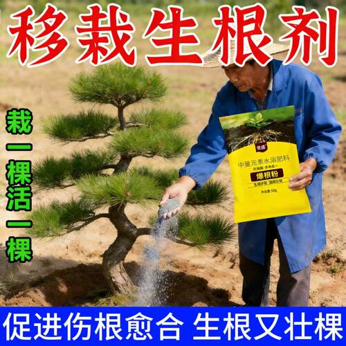 【爆发生根】松树快速生根剂松树生根粉松树发根壮苗防烂根速成活
