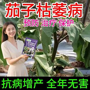 茄子药病全治茄子病毒清茄子黄萎枯萎病叶斑病炭疽病棉疫病杀菌剂