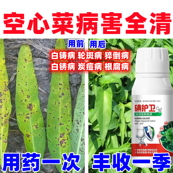 空心菜病轮斑病猝倒病全治空心菜专用杀菌剂空心菜叶面肥白铸病