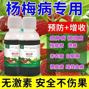 杨梅肉葱病专用药治癌肿病褐斑病卷叶病锈病黑斑病黄叶杀菌剂肥料