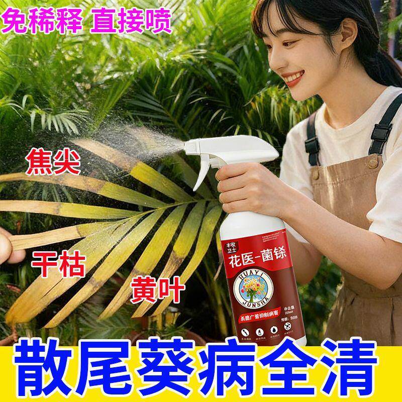 急救散尾葵】散尾葵营养液叶子发黄干枯黑斑病叶斑病新型肥料