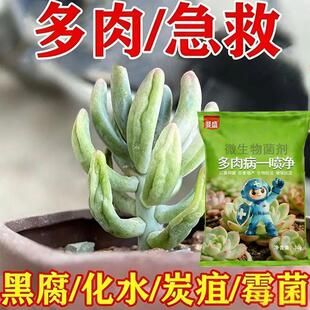 多肉病害专用杀菌剂叶子黑腐化水掉叶白粉烟煤病百菌清肥料营养液