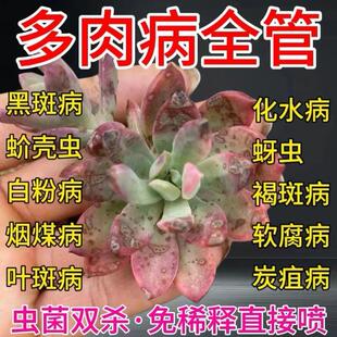 多肉烂根专用杀菌剂叶子黑腐化水掉叶白粉烟煤病百菌清肥料营养液
