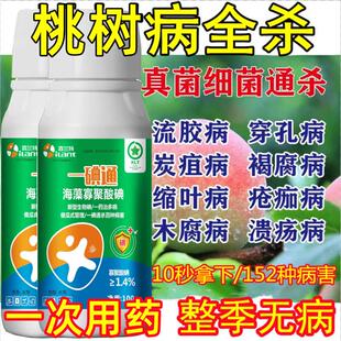 桃树病全治杀菌剂穿孔病流胶病缩叶病炭蛆病褐腐病桃子病害专用药