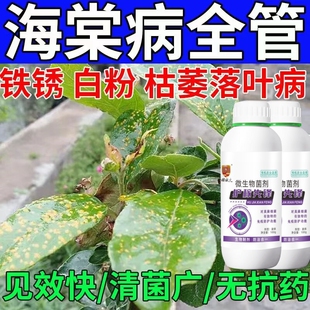 海棠树果树锈病专用药梨树山楂苹果树腐烂专用杀菌剂黄点黑斑炭疽