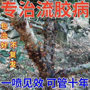 桃树流胶病专用药杏子树穿孔病根腐烂胶克杀菌果树流胶一喷净农用