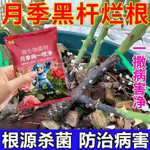 月季花病害专用月季枯枝病白粉病新芽干枯萎焉黄叶不生长抗病杀菌