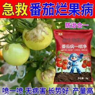 番茄青枯病专用西红柿烂根青枯根腐黄叶枯萎抗重茬微生物菌剂