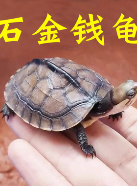 南石金钱龟活体龟观赏长寿龟情侣龟小青龟苗宠物小乌龟活物迷你龟