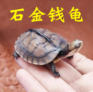 南石金钱龟活体龟观赏长寿龟情侣龟小青龟苗宠物小乌龟活物迷你龟