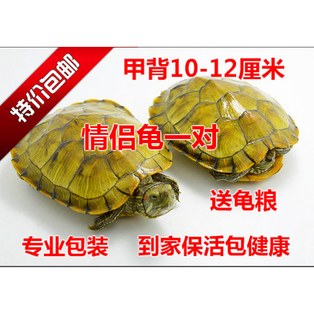 乌龟活物黄金宠物龟情侣龟招财龟