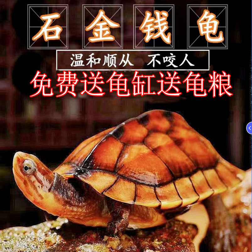 乌龟活物宠物发财龟小乌龟活体适合家养的巴西龟深水招财龟送龟缸