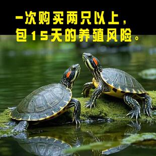 网红萌宠观赏巴西龟活体乌龟活物温顺互动家庭饲养宠物龟好养龟苗
