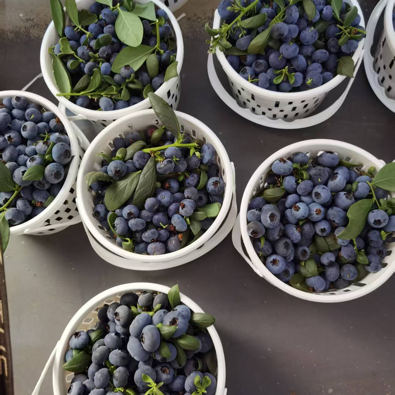 1：桶装头茬果现摘先发正宗云南高山花香蓝莓果味浓郁营养丰富,水产肉类/新鲜蔬果/熟食,蓝莓,淘宝优惠券,粉丝福利购,淘宝优惠卷