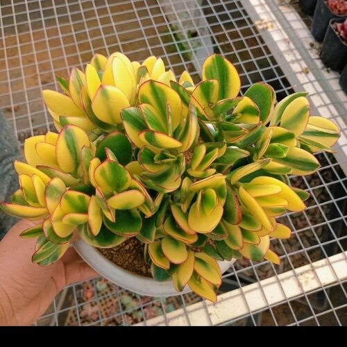 新花月锦多肉植物老桩多头姬红花月黄金玉树超萌植物盆栽净化空气