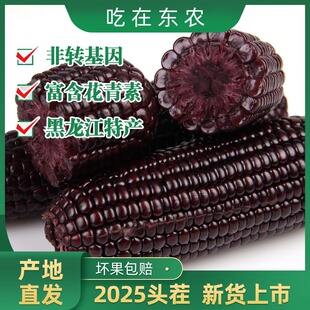 2025新东北黑糯玉米新鲜甜糯香8根大棒非转基因粘黑龙江营养代餐