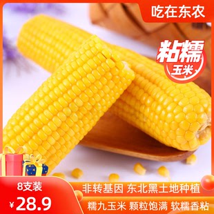 2025新东北黄糯9号玉米8根装非转基因香甜粘真空营养代餐苞米糯九