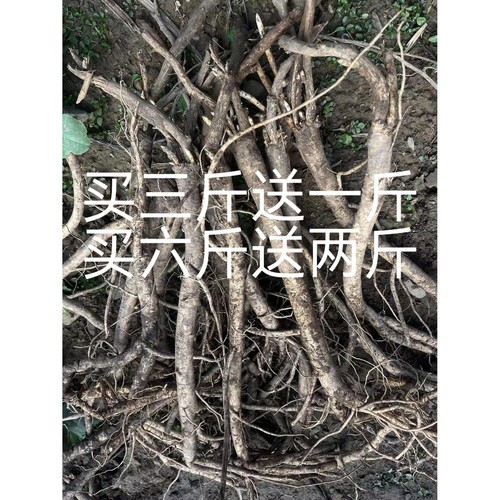 甘肃岷县新鲜黄芪煲汤煮水泡水泡酒