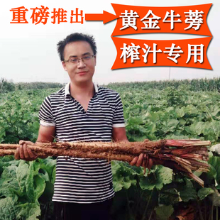 现挖黄金牛蒡新鲜5斤装 苍山农家产地直供专用榨汁牛旁榜膀棒正品
