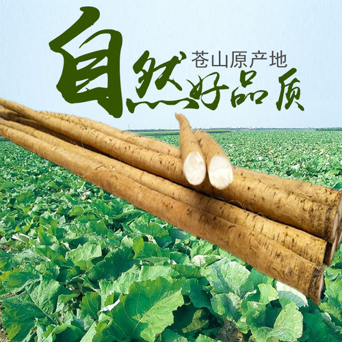 现挖新鲜牛蒡苍山农家野生牛膀