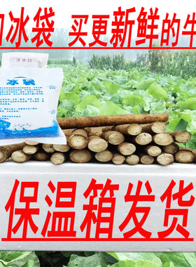 现挖牛蒡保温箱发货冬季特卖