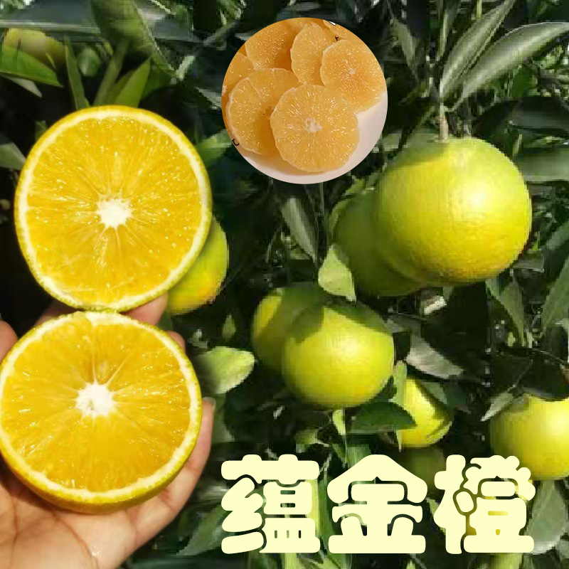 蕴金橙云南5KG甜口橙子