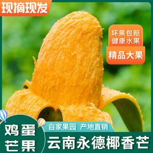 云南永德椰香芒鸡蛋芒热带水果树上熟10斤5斤新鲜现摘现发