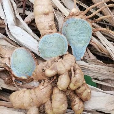 野生新鲜黑姜 蓝姜绿姜现挖绿姜