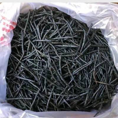 产地发货500克广西大新野生一级大叶苦丁茶采用热锅炒热杀青