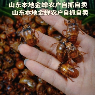 2026活知了猴新鲜活体金蝉冷冻结了龟爬叉猴非即食蚕蝉蛹顺丰包邮