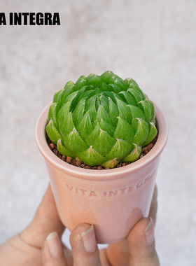 CHEM植物盒子玉露迷你多肉植物桌面室内小绿植盆栽好养带盆栽好