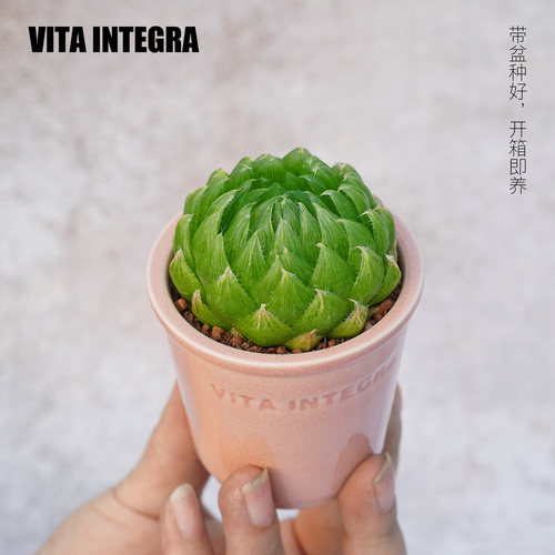 CHEM植物盒子玉露迷你多肉植物桌面室内小绿植盆栽好养带盆栽好