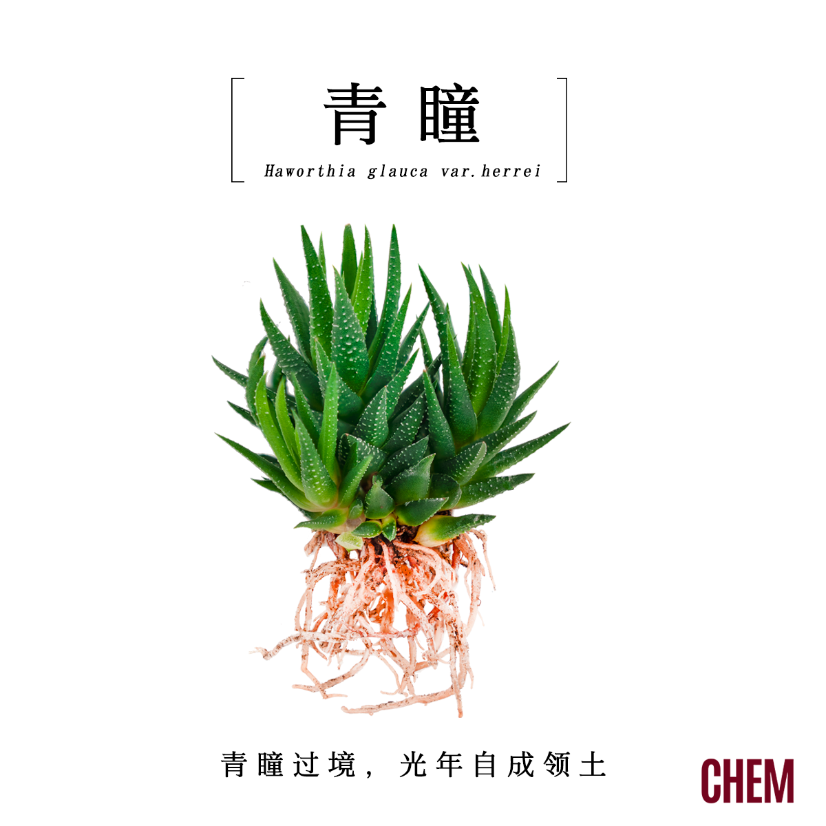 【CHEM】青瞳办公室内桌面多肉小绿植盆栽企业节日活动礼物品定制