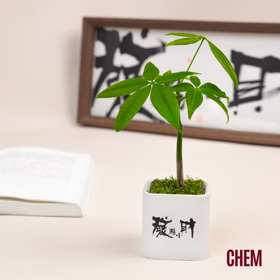 CHEM植物盒子桌面迷你植物小盆栽室内办公室绿植带盆栽好发财树