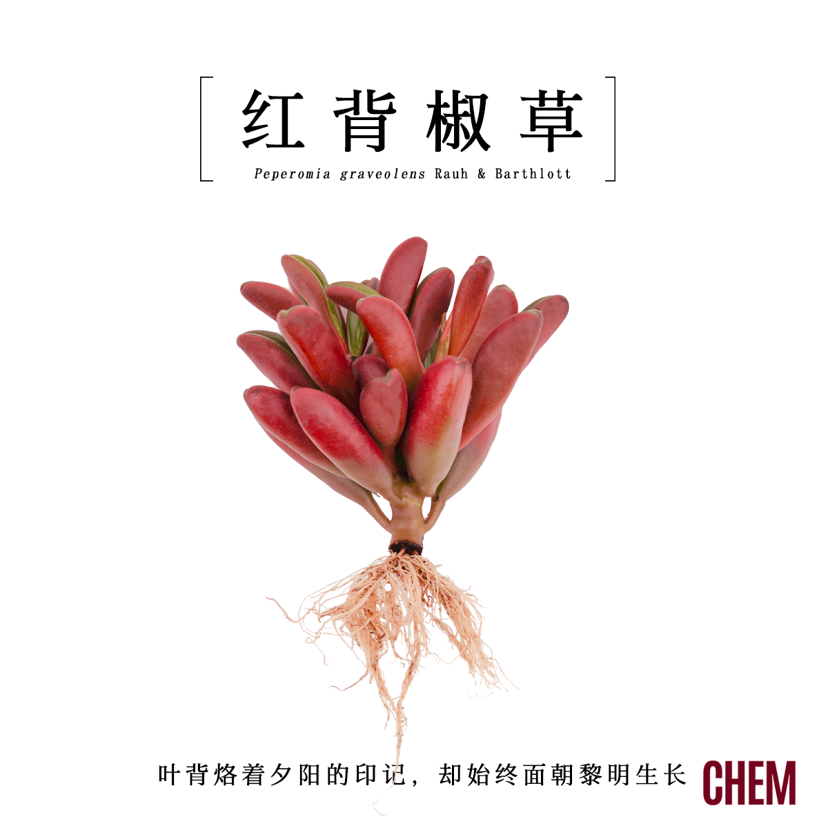 【CHEM】红背椒草办公室内多肉小绿植盆栽企业节日活动礼物品定制