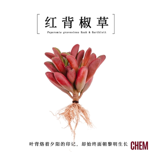 红背椒草办公室内多肉小绿植盆栽企业节日活动礼物品定制 CHEM