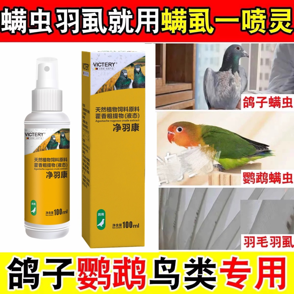鸽子鸟体外除螨虫喷雾洗澡汉诺威
