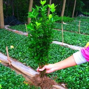 冬青树苗北海道黄杨苗绿篱围墙法国冬青苗四季长青植物珊瑚篱笆苗