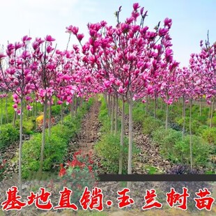 大型庭院玉兰花树苗红玉兰白玉兰树苗盆栽绿化树苗风景树苗景观树