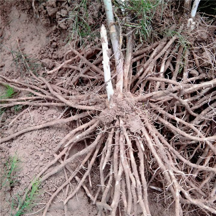 绿芦笋苗紫色多年生大田阳台庭院绿植农科院高产经济作物种子蔬菜